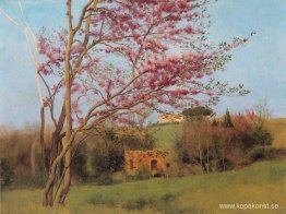 Landskap: Blossoming Red Almond (studie)