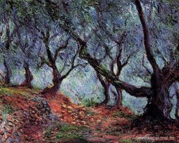 Grove of Olive Trees i Bordighera