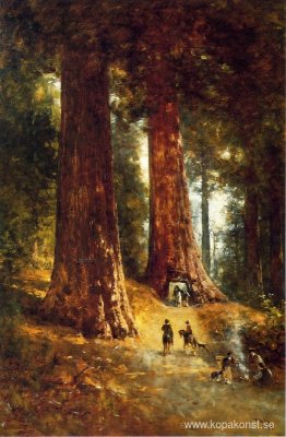 I Redwoods