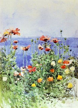 Poppies, Isles of Shoals 02