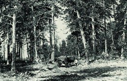 Skog