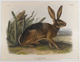 Kalifornien Hare