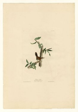 Tallrik 18. Bewick's Wren