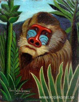 Mandrill i djungeln