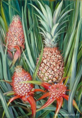 Wild Pine Apple i blomma och frukt, Borneo