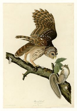 Tallrik 46. Barred Owl