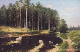 Pine Forest på stranden av floden