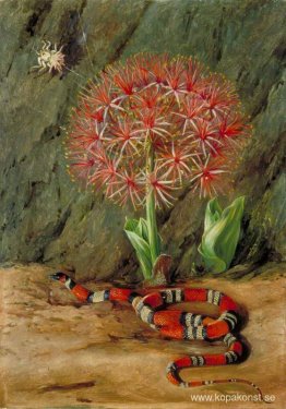 Flor Imperiale, Coral Snake and Spider, Brasilien