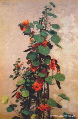 Nasturtiums