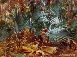 Palmettos