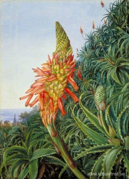 Vanlig aloe i blomma, Teneriffa