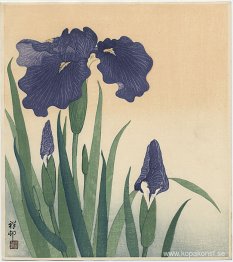 Blommande iris