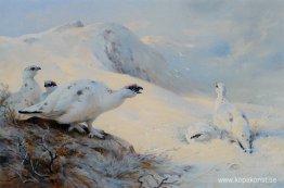 Ptarmigan Calling in the Snow