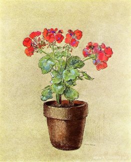 Pelargoner