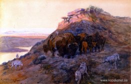 Buffalo Herd at Bay