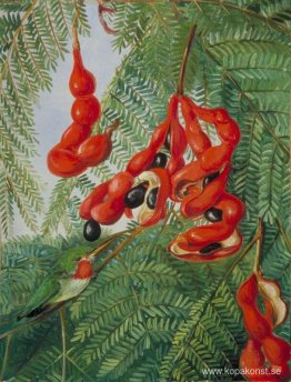 The Wild Tamarind of Jamaica med Scarlet Pod och Barbet