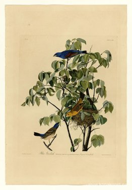 Tallrik 122 Blue Grosbeak