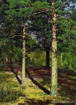 Solen tände Pines