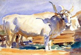 White Ox i Siena