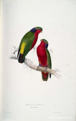 Psittacula kuhlii (Kuhls Lorikeets)