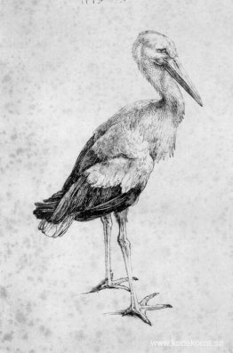 Stork