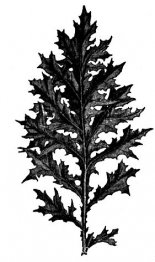 Acanthus