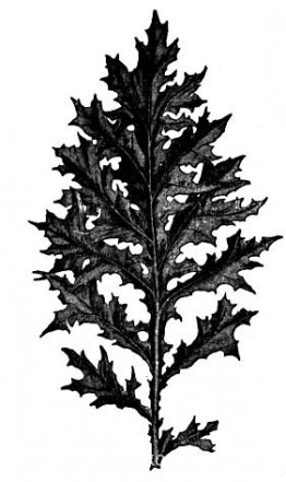 Acanthus