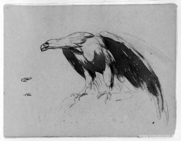 Eagle (från Sketchbook)