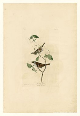 Tallrik 8 Vitstrupsparv Tallrik 8 Vitstrupsparv