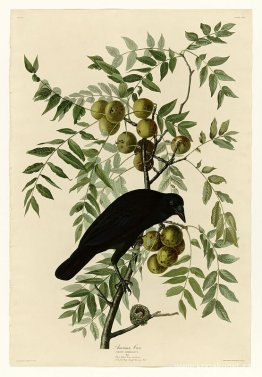 Tallrik 156 American Crow Tallrik 156 American Crow